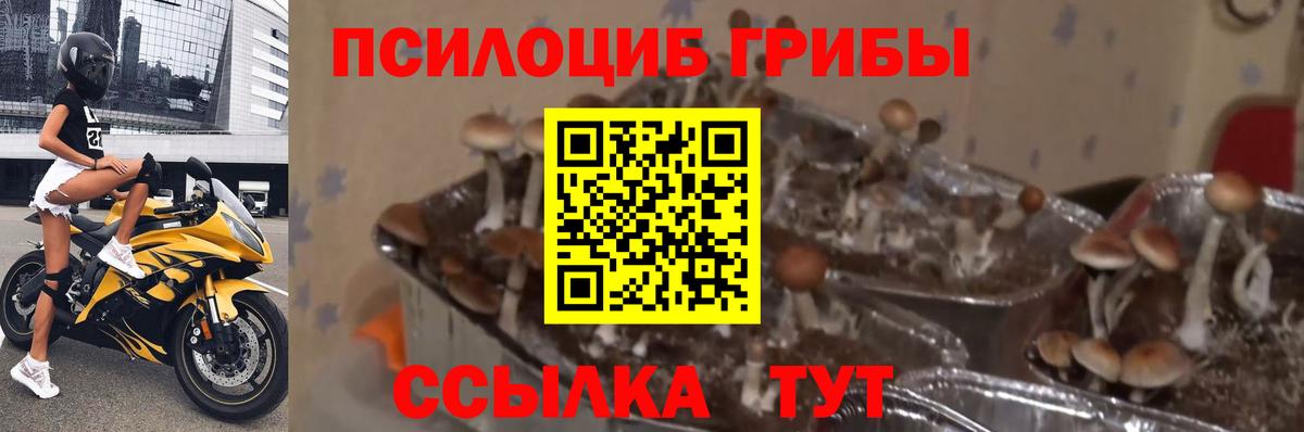 Десногорск  Галлюциногенные грибы Psilocybine cubensis  Вход с VPN 